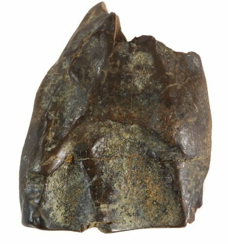 Triceratops Shed Tooth - Montana #41260